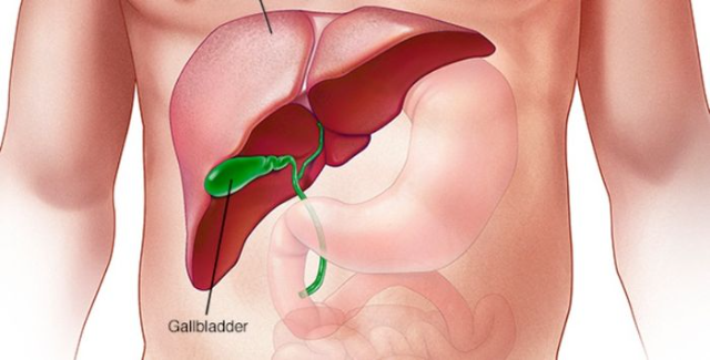 5 Fungsi Organ Hati pada Tubuh